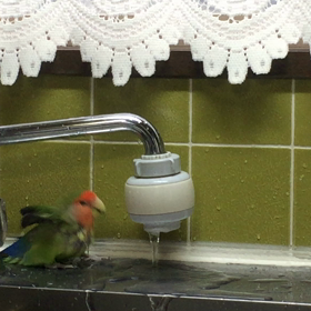 小桜インコのサクラ♪の画像