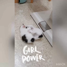 子猫の社会科の画像