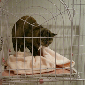 ふみふみの画像