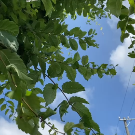 代わりに耳鼻科へ(^◇^;)の画像