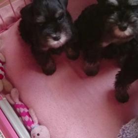 ありがとうございました。の画像