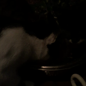 野良猫の親子の画像