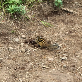 利尻岳（オマケ）の画像
