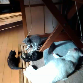 クリぼっち＆にゃん１３の画像