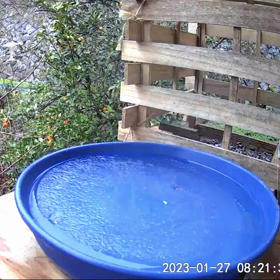 すぎぴたんの事件簿シーズン3　156話（おっとと～！ヤマガラ）の画像