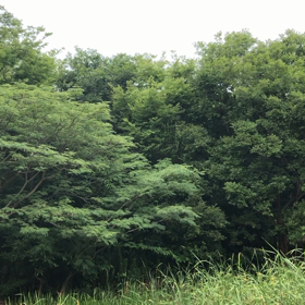 オオヨシキリの鳴き声の画像