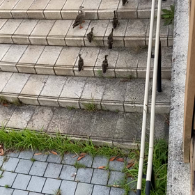 カルガモ雛の成長の画像