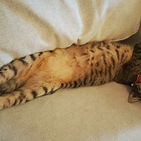 選抜メンバー発表での画像