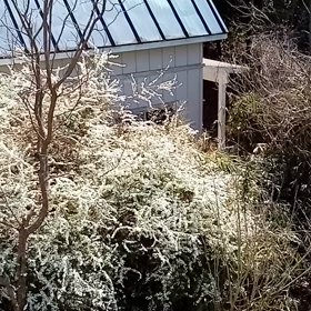 春爛漫(*´ω｀*)の画像