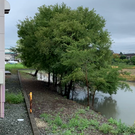クマゼミ初鳴き　梅雨明け間近の画像