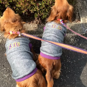 メルちゃん 居なくなっての画像