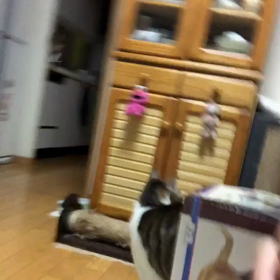 頑張ったジム活！思わず買ってしまった。喜んでくれるかにゃーの画像