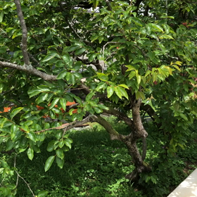 令和初蝉の画像