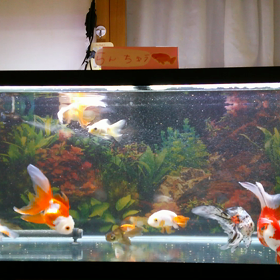 一週間に二回まで。の画像