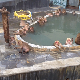 zoo 07-03-2016の画像