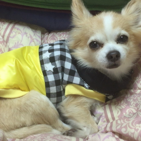 ネオXチスキーの画像