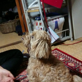 念願のお手 からの～の画像