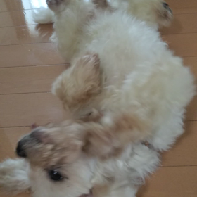 かまってポーズ❓の画像