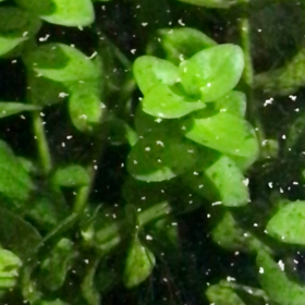 メダカ！スロー撮りの画像