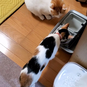 ハナちゃん横取りの画像