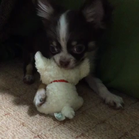 オモチャでの画像