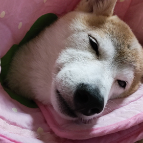 ペロリン　＆　施設問題の画像