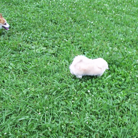 君達は天使の画像