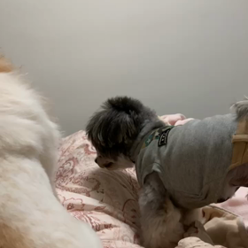 闘うむぎの画像