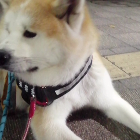 手袋をしていても手が冷た～い朝。未来丸は涼しそうにお散歩しました。安倍川駅前でのお座り伏せ訓練頑の画像