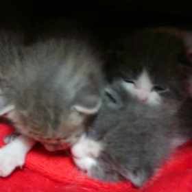 子猫達☆の画像