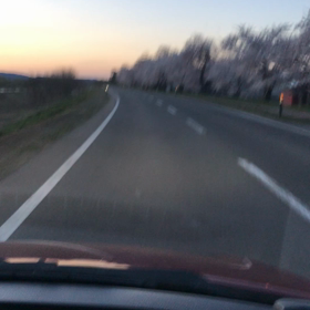 夕暮れの桜の画像
