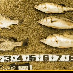 2020.7Ｍission神戸釣り⑦の画像