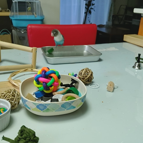 水浴びしないボタンインコの画像