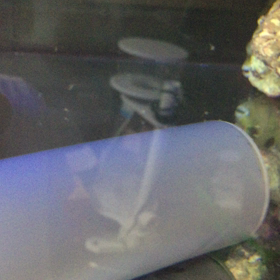 タイガーエンゼルの画像