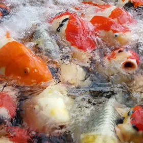 まずまずの画像