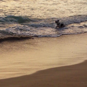 海に向かう♡パグっぴー(*≧ω≦*)の画像