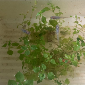 我が家の癒し♡♡の画像