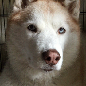 ワンって言う練習の画像