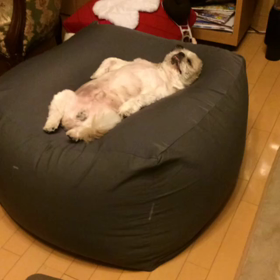 ダメソファの画像