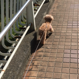 トリミングの画像