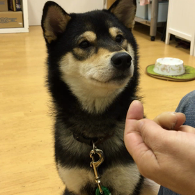 賢いのう。の画像