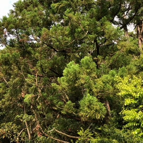 早朝ウォーキングの画像