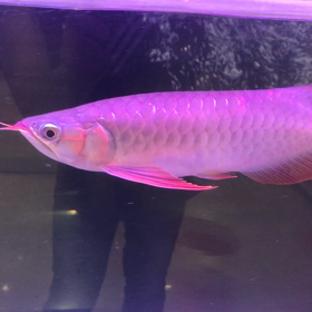 お客様のGhostRed！！の画像