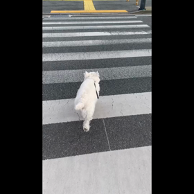 こうざぶろうの朝んぽの画像