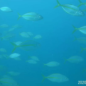 海底清掃作業中の画像