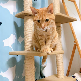 振り子付きぎゅうの画像