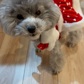 クリスマスは大好きの画像