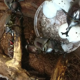 ディナータイムの画像