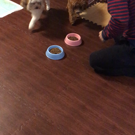 多頭飼いのごはんどき。の画像