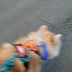 飼い主の手を噛んだ❗その罰でゴロ寝休憩無しの朝散歩。未来丸は吠えながら、飼い主に振り返る悪い癖の画像